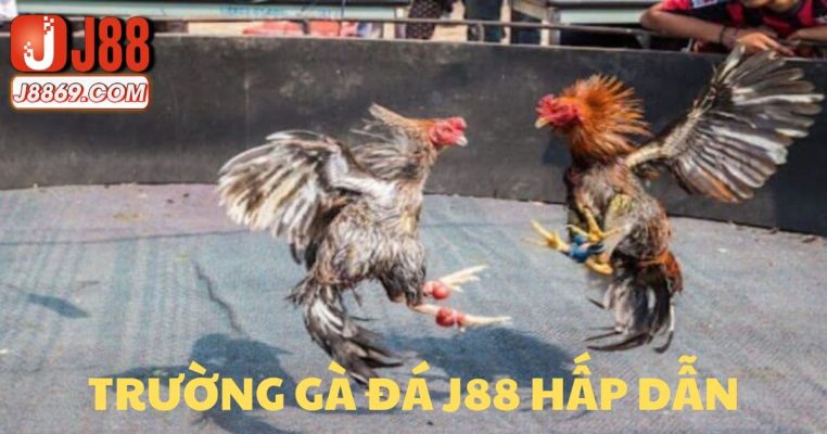 Trường gà đá hấp dẫn tại J88